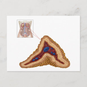 Carte Postale Anatomie De Glande Surrénale, Section Transverse