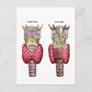 Carte Postale Anatomie De Glande Thyroïde Avec Larynx Et Cartila