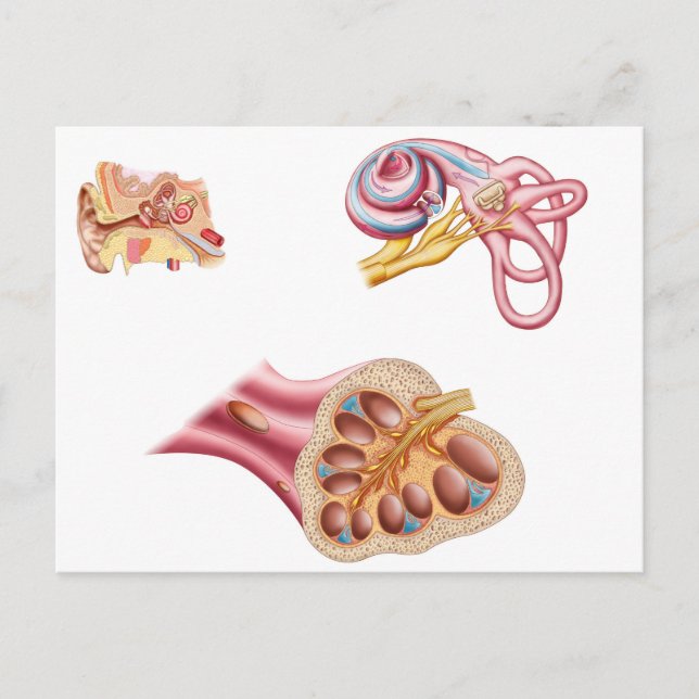 Carte Postale Anatomie De La Coupe Cochléaire Dans L'Oreille Hum (Devant)