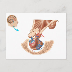 Carte Postale Anatomie De La Glande Pituitaire
