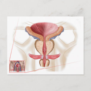 Carte Postale Anatomie de la glande prostatique