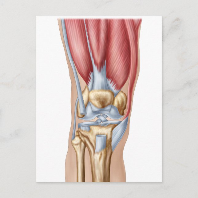 Carte Postale Anatomie De La Joint Du Genou Humain (Devant)