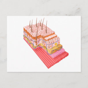 Carte Postale Anatomie De La Peau Humaine