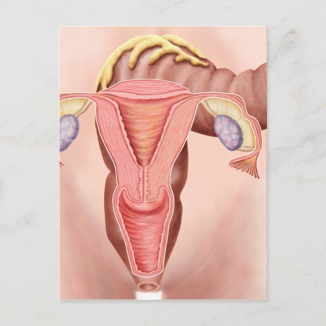 Carte Postale Anatomie de l'appareil reproducteur féminin 2 (Devant)