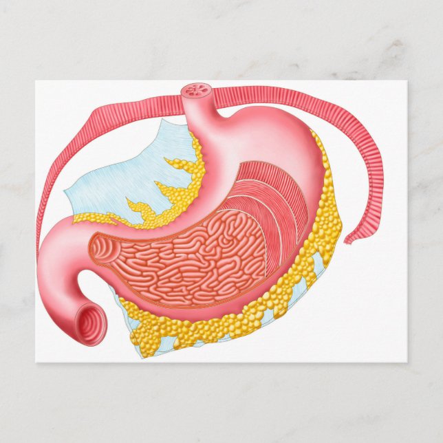 Carte Postale Anatomie De L'Estomac Humain (Devant)