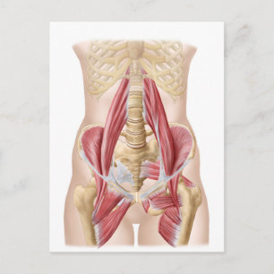 Carte Postale Anatomie De L'Iliopsoa, Les Muscles De Hip Dorsal