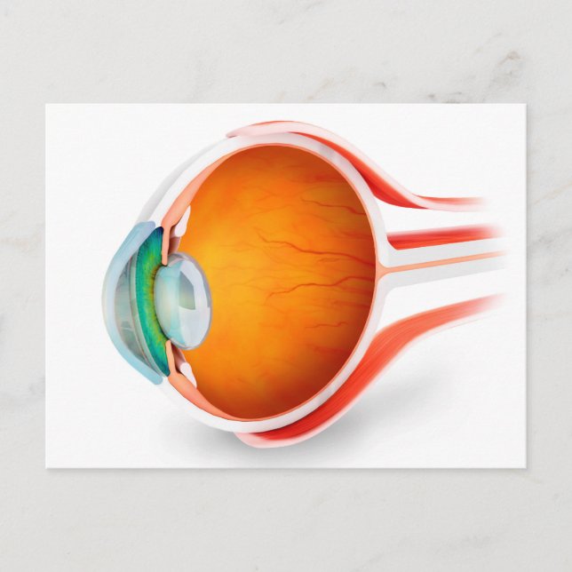 Carte Postale Anatomie De L'Oeil Humain, Perspective (Devant)