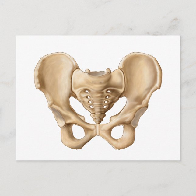 Carte Postale Anatomie De L'Os Pelvique Humain 1 (Devant)