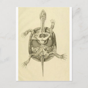 Carte Postale Anatomie de tortue biologique vintage