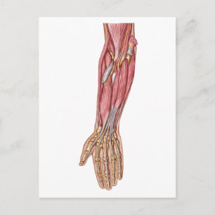 Carte Postale Anatomie Des Muscles D'Avant-Arme Humains 1