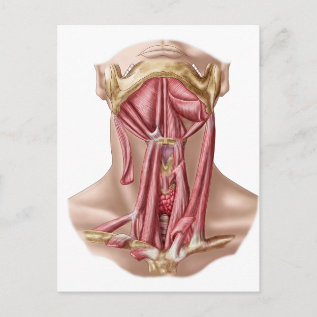 Carte Postale Anatomie des muscles humains d'os hyoïde et de cou (Devant)