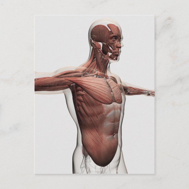 Carte Postale Anatomie Des Muscles Masculins Dans Le Corps Supér (Devant)