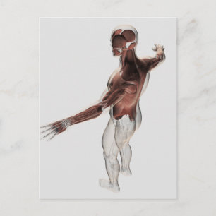 Carte Postale Anatomie Des Muscles Masculins Dans Le Corps Supér