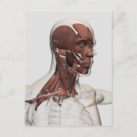 Anatomie des muscles masculins de massage facial