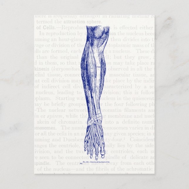 Carte Postale Anatomie dessinant les muscles de la jambe bleu (Devant)
