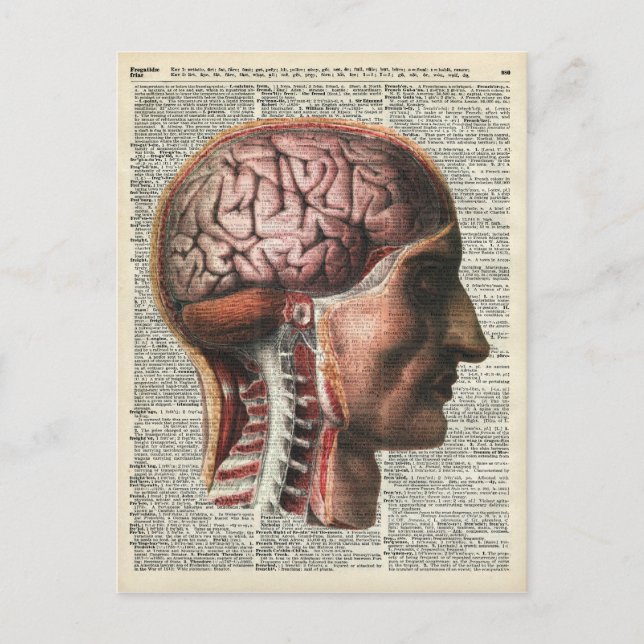 Carte Postale Anatomie du cerveau humain (Devant)