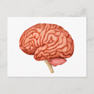 Carte Postale Anatomie Du Cerveau Humain, Vue Secondaire 2