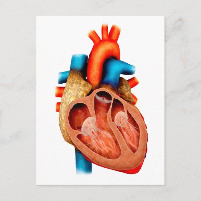 Carte Postale Anatomie Du Coeur Humain, Section Transversale (Devant)