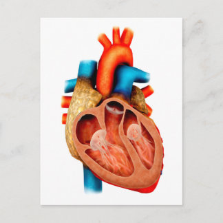 Carte Postale Anatomie Du Coeur Humain, Section Transversale