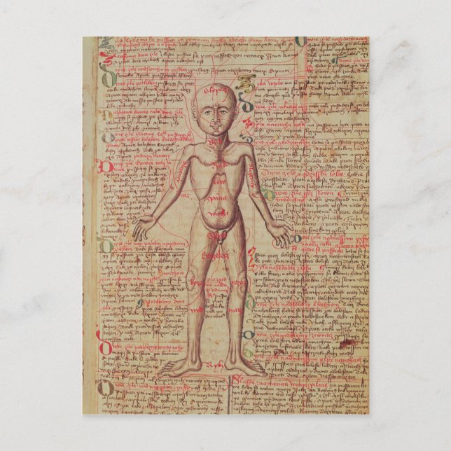 Carte Postale Anatomie du corps humain (Devant)