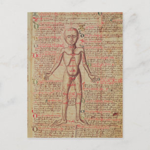 Carte Postale Anatomie du corps humain
