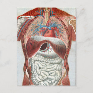 Carte Postale Anatomie du corps humain