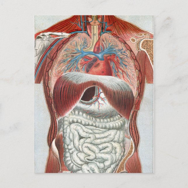 Carte Postale Anatomie du corps humain (Devant)