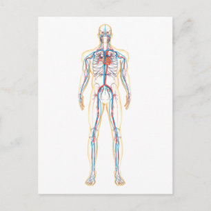 Carte Postale Anatomie Du Corps Humain Et Système Circulatoire