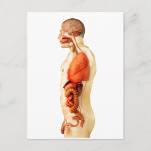 Carte Postale Anatomie Du Corps Humain Montrant Des Organes Enti