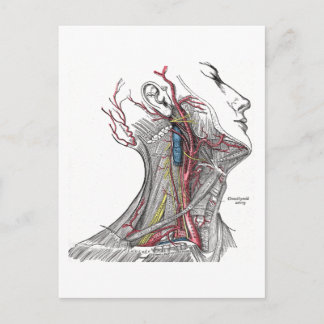 Carte Postale Anatomie du cou