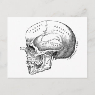Carte Postale Anatomie du crâne