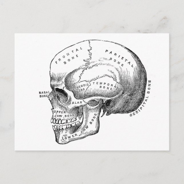 Carte Postale Anatomie du crâne (Devant)