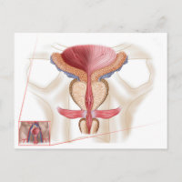 Anatomie Du Glande Prostate