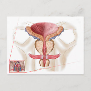 Carte Postale Anatomie Du Glande Prostate