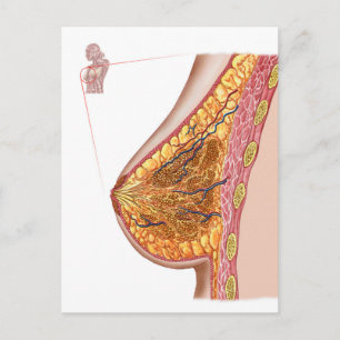 Carte Postale Anatomie Du Sein Féminin