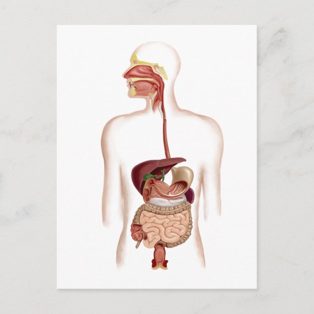 Carte Postale Anatomie Du Système Digestif Humain (Devant)