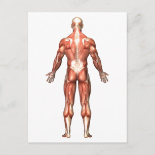 Carte Postale Anatomie Du Système Musculaire Masculin, Vue Arriè