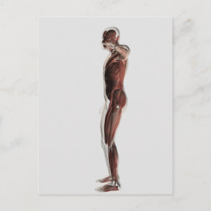 Carte Postale Anatomie Du Système Musculaire Masculin, Vue Côtiè