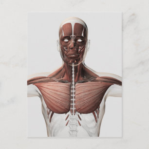 Carte Postale Anatomie Du Système Musculaire Masculin, Vue latér