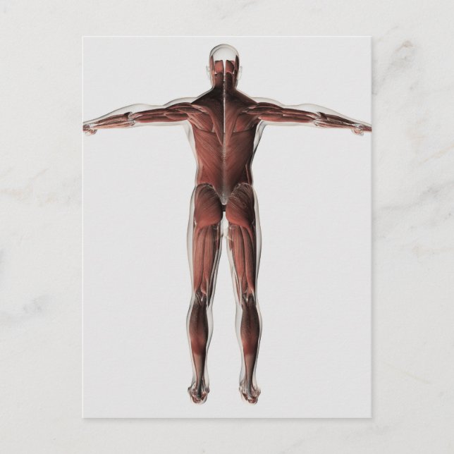 Carte Postale Anatomie Du Système Musculaire Masculin, Vue Posté (Devant)
