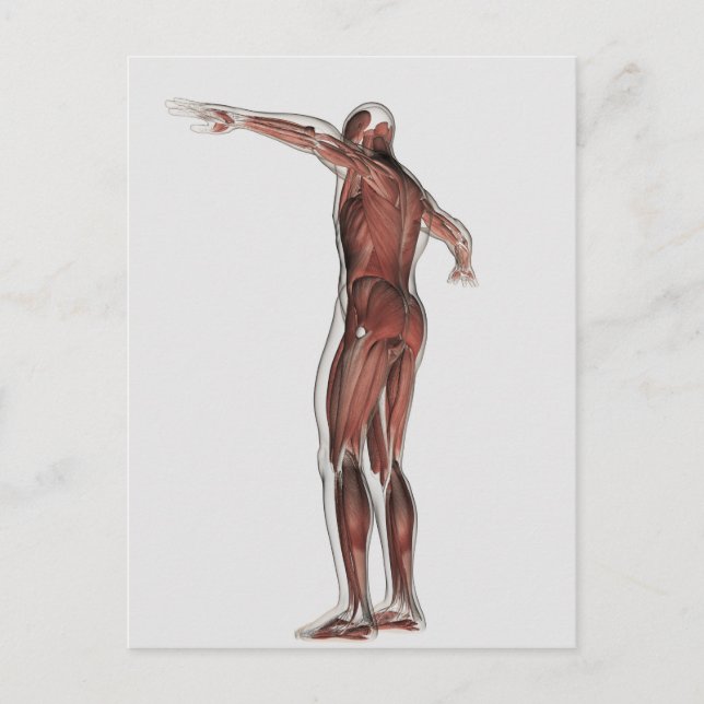Carte Postale Anatomie Du Système Musculaire Masculin, Vue Posté (Devant)