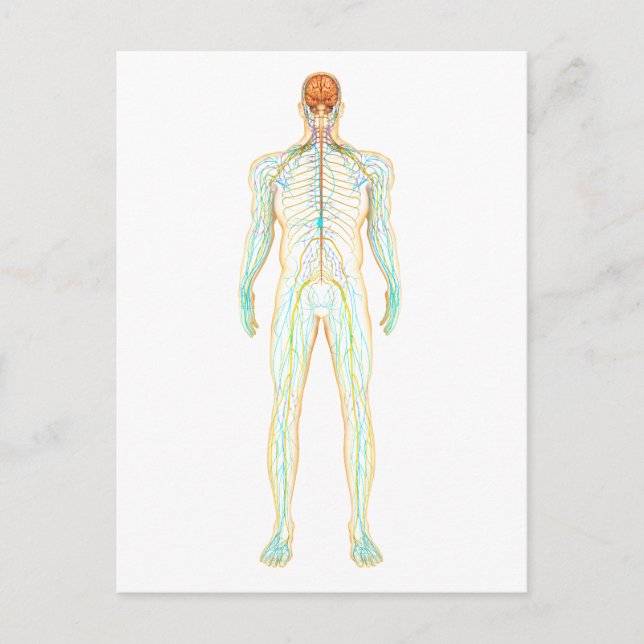 Carte Postale Anatomie Du Système Nerveux Et Lymphatique Humain (Devant)
