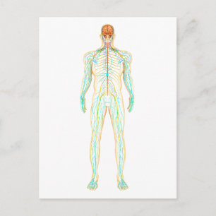 Carte Postale Anatomie Du Système Nerveux Et Lymphatique Humain