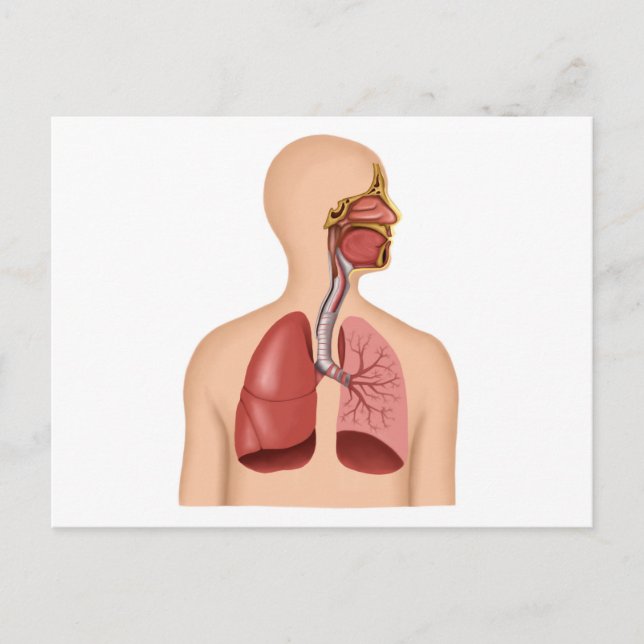 Carte Postale Anatomie Du Système Respiratoire Humain (Devant)