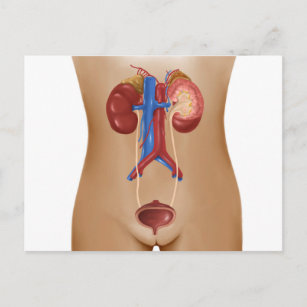 Carte Postale Anatomie Du Système Urinaire Féminin