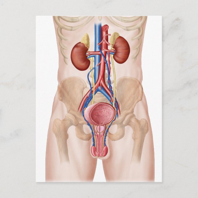 Carte Postale Anatomie Du Système Urinaire Masculin (Devant)