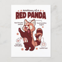 Anatomie d'un Amoureux des animaux de Panda rouge