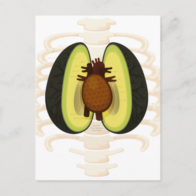 Carte Postale Anatomie d'un avocat (Devant)