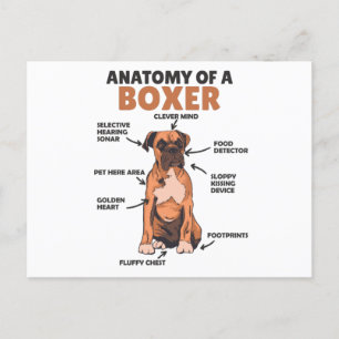 Carte Postale Anatomie D'Un Chien Doux Boxer Chien Chien Chien C