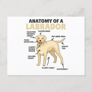 Carte Postale Anatomie D'Un Chien Doux Du Labrador Retriever